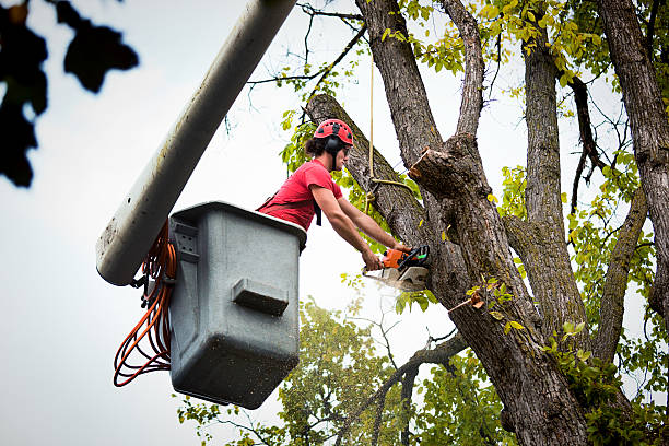 Trusted Tornado, WV Tree Care  Experts